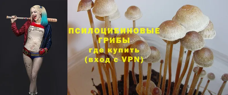 Галлюциногенные грибы Magic Shrooms  продажа наркотиков  Зубцов 